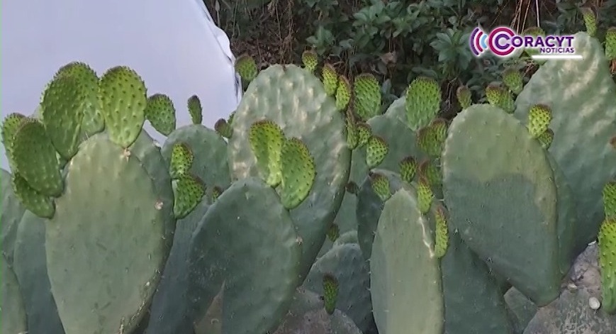 Crean en Tlaxcala máquina para procesar nopal