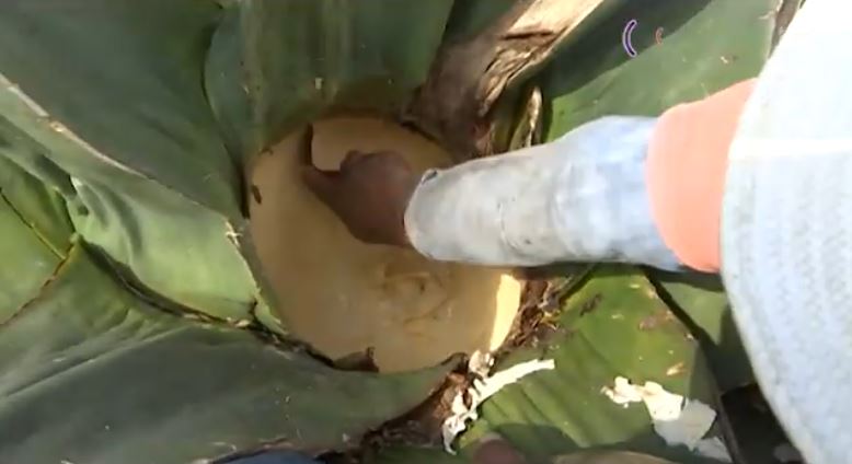 Incrementa demanda de aguamiel en Nanacamilpa