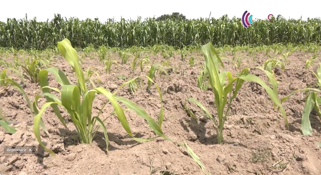 Lluvias ponen en riesgo la producción de maíz en Tlaxcala