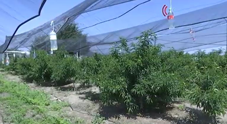 Seguro catastrófico apoya a productores de durazno de Atltzayanca