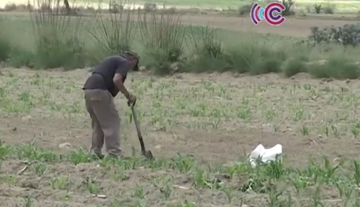 Lluvias favorecieron el desarrollo de cultivos en Emiliano Zapata