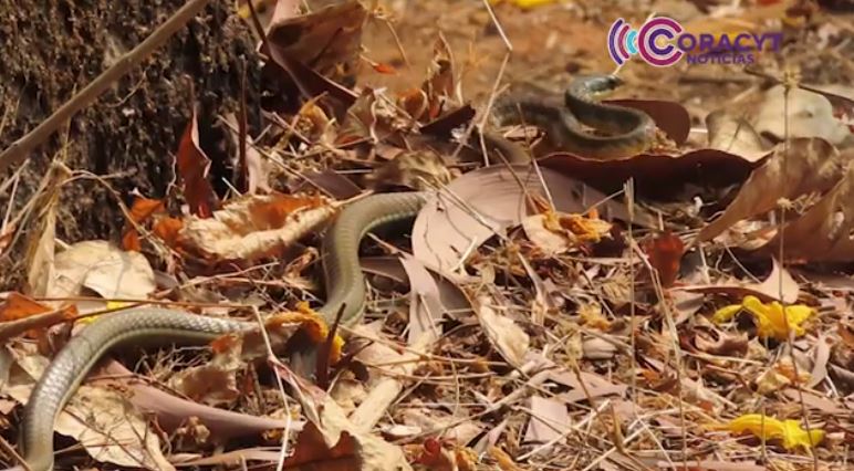 Aumenta presencia de fauna silvestre por lluvias en Tlaxcala; Ifast exhorta a no dañarla