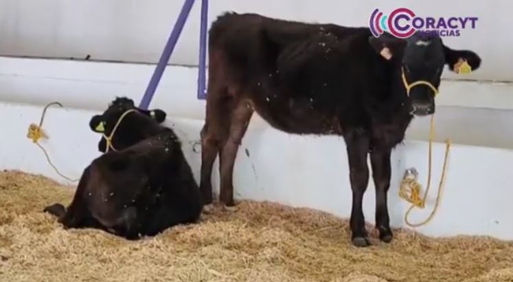Productores tlaxcaltecas agregan valor a la leche 