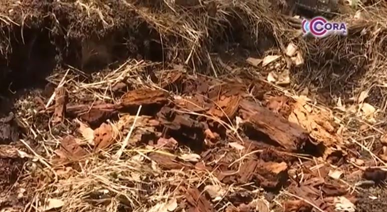 Reforzará Profepa vigilancia contra la tala ilegal en Tlaxcala 