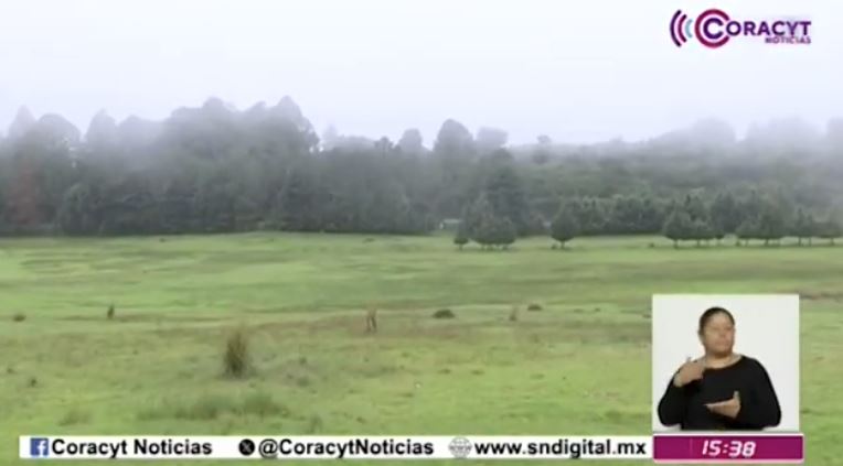 Contribuye la UATx a la conservación de las luciérnagas en Nanacamilpa