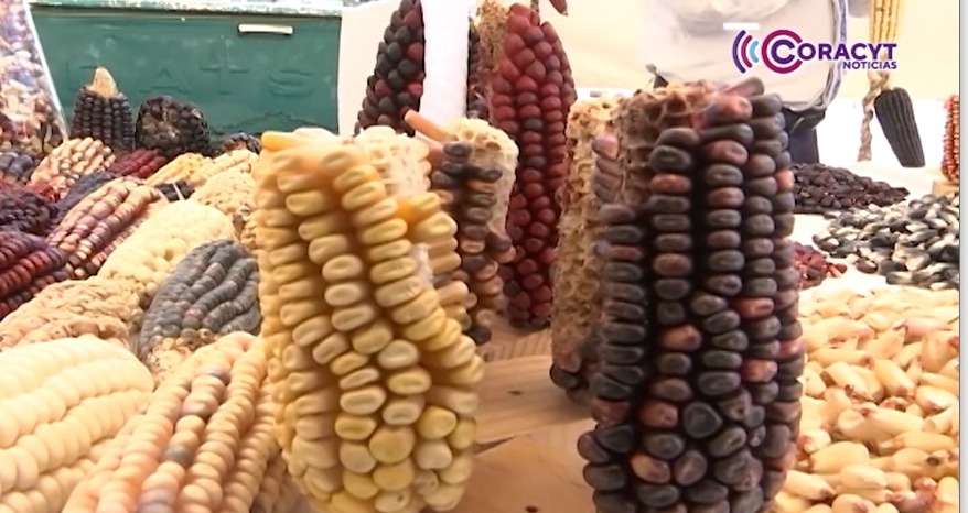 Asiste para la “Feria del Maíz” en Ixtenco