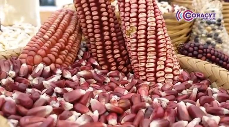 Celebran en Ixtenco la XV edición de la “Feria del Maíz” 