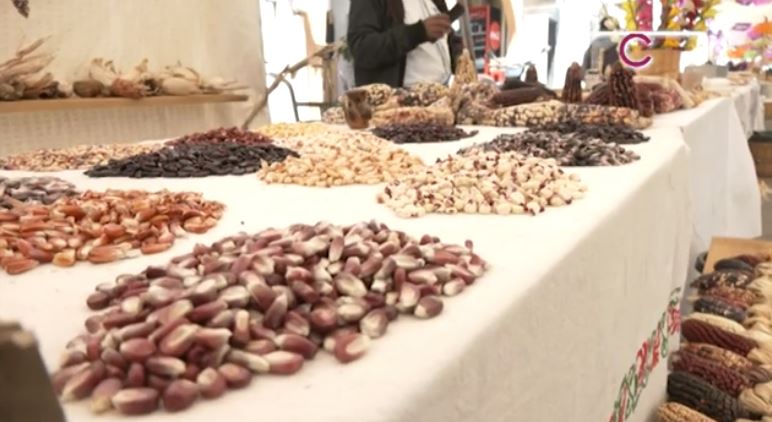 Diversidad de semillas protege cultivos tlaxcaltecas
