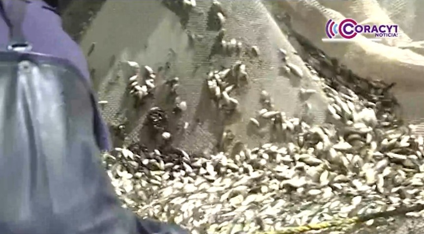 Iniciaron acuicultores tlaxcaltecas siembra de tilapia y carpa