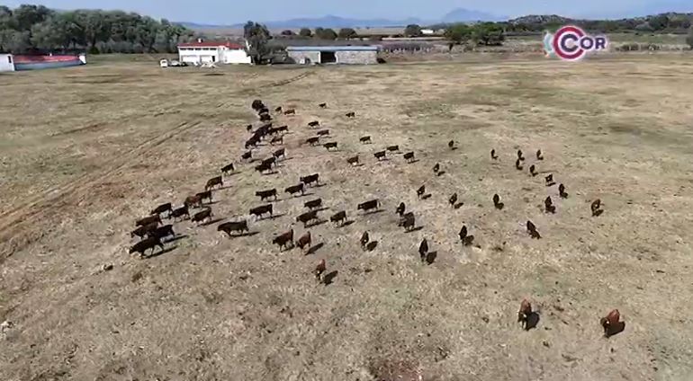 Alma y Corazón mostrará legado de la ganadería Zacatepec