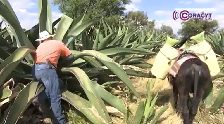 Reconocen productores de pulque importancia de protección de indicación geográfica