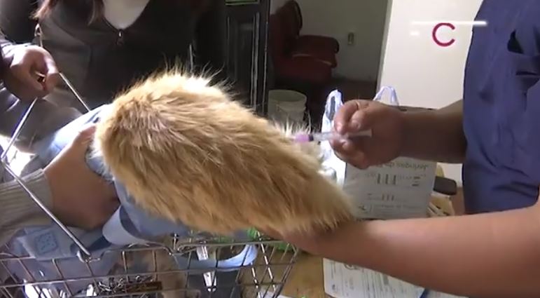 Tutores de animales de compañía aprovecharon la campaña de vacunación antirrábica en Tlaxcala 