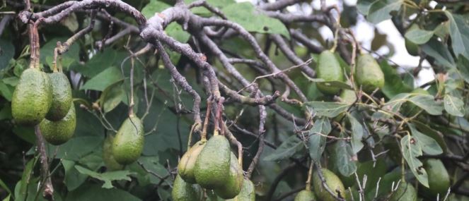 Semarnat, Profepa y productores firman acuerdo para promover el aguacate sustentable