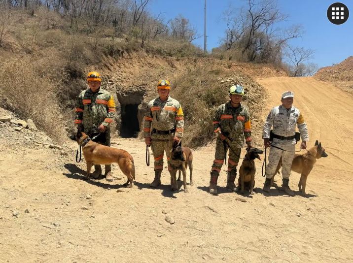Binomios caninos refuerzan búsqueda de trabajador atrapado en mina Santa Fe en Sinaloa