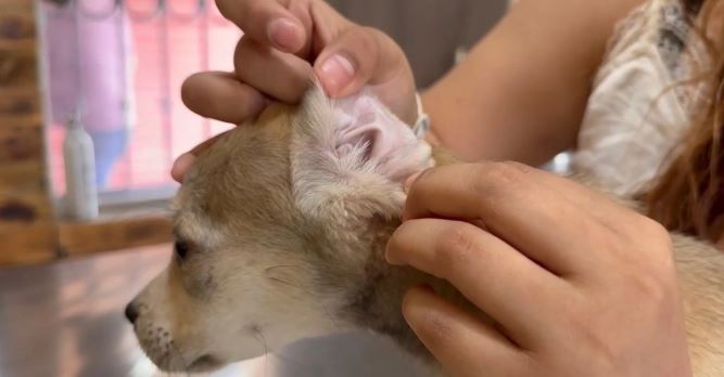 Nuevo León aplica protocolo contra gusano barrenador en mascotas; detecta tres casos en perros