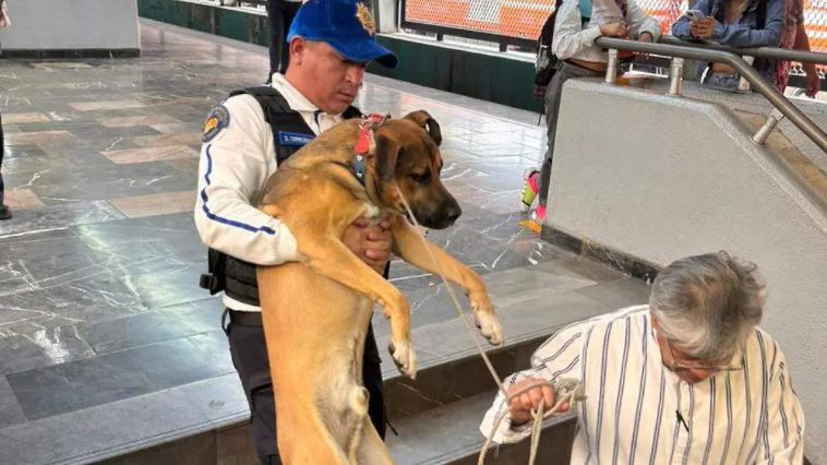 Lomitos del Metro podrán elegir a sus tutores, por primera vez