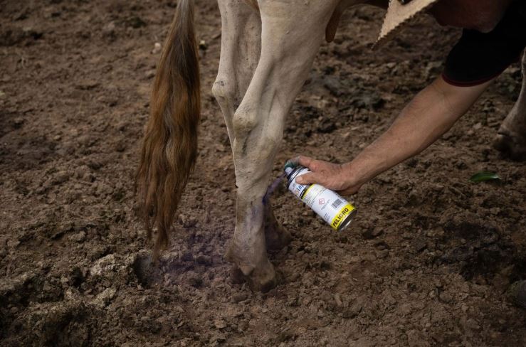Lanzan México y EU campaña para prevenir gusano barrenador