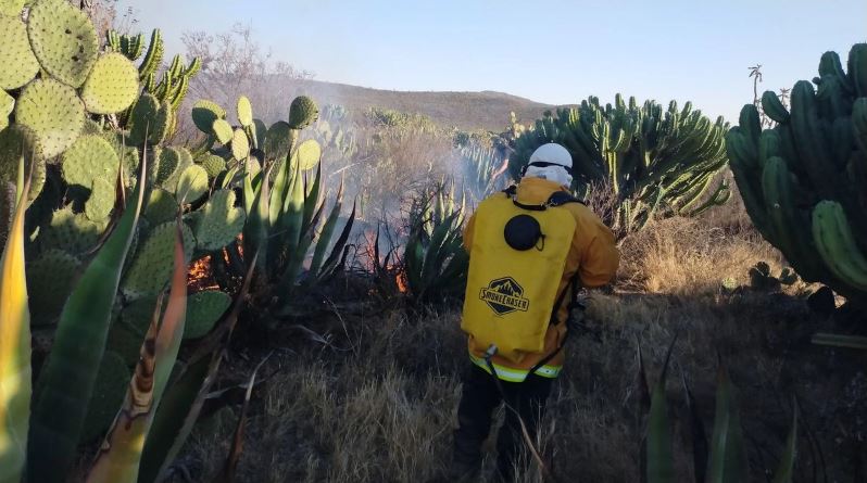 Incendios forestales en San Luis Potosí dañan 220 hectáreas; dos siniestros continúan activos