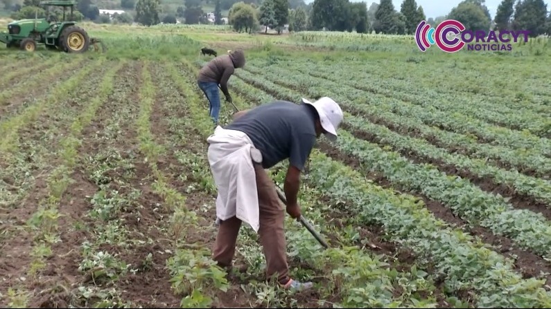 Avanza el cultivo de amaranto en San Miguel del Milagro