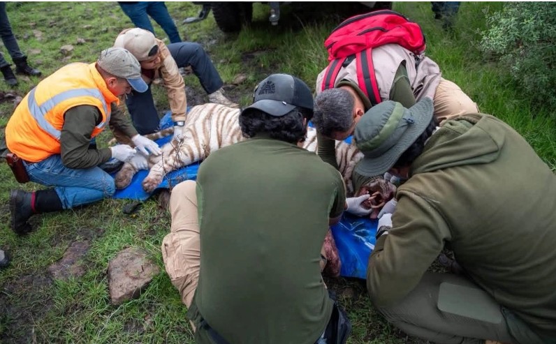 Autoridades confirman muerte de tigre que escapó de refugio en Tepetlaoxtoc