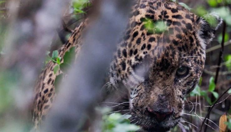 Liberan en Tamaulipas a jaguar dentro su hábitat tras recibir atención médica especializada