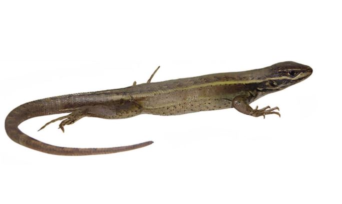 Hallan nueva especie de lagartija en los andes de Perú