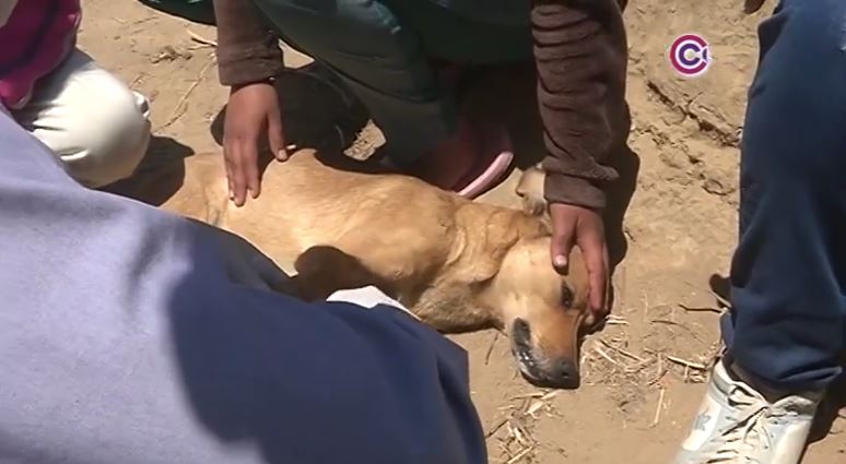 Analizarán alcances del derecho animal ante aumento de casos de maltrato