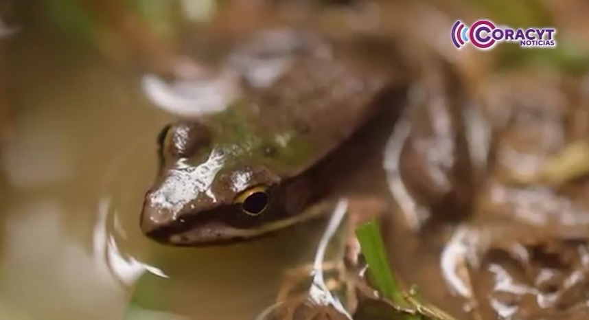 Contaminación del agua, principal riesgo para anfibios en Tlaxcala