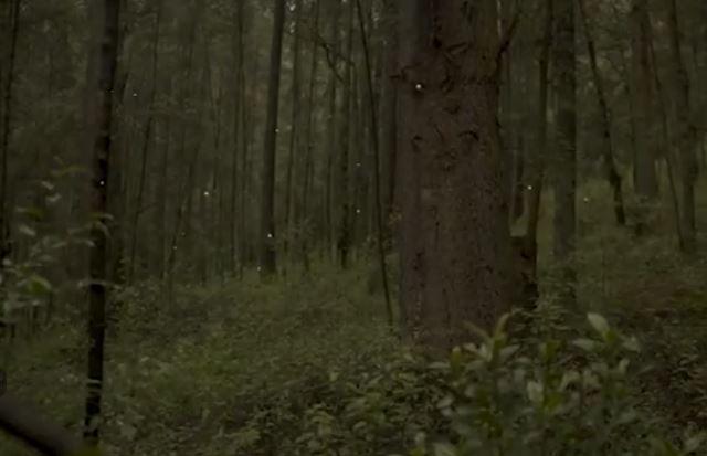 Con video promocional, la Coracyt contribuye a difundir la Temporada de Luciérnagas 2026
